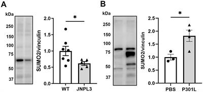 SUMO2 rescues neuronal and glial cells from the toxicity of P301L Tau mutant